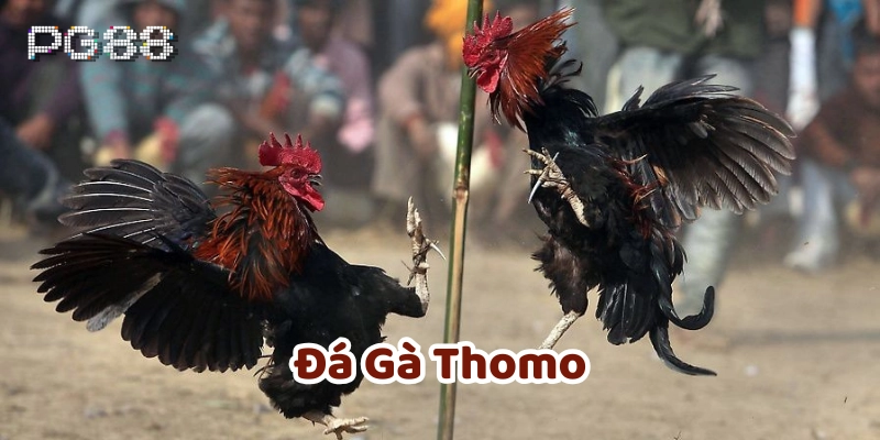 Đá Gà Thomo: Đấu Trường Của Những Chiến Kê Bất Bại Đá gà thomo hoạt động như thế nào?