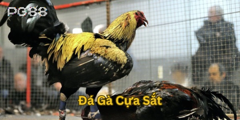 Cẩm Nang Về Đá Gà Cựa Sắt: Luật Chơi, Kỹ Thuật & Kinh Nghiệm Lời khuyên khi chơi Đá Gà Cựa Sắt